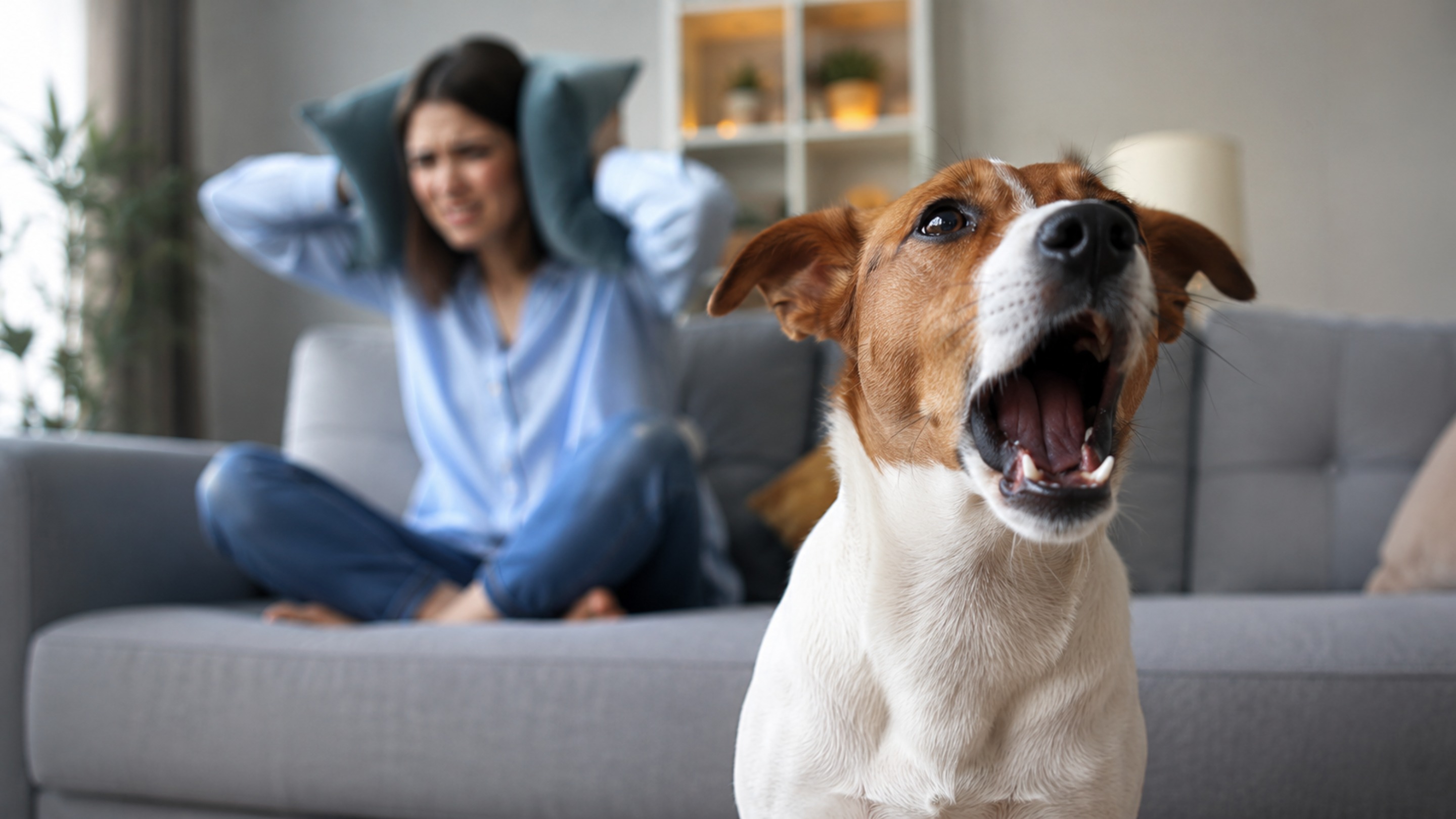 A Lei da Propriedade Horizontal referenda: se o cachorro de um vizinho late, os demais proprietários podem se beneficiar do artigo 7