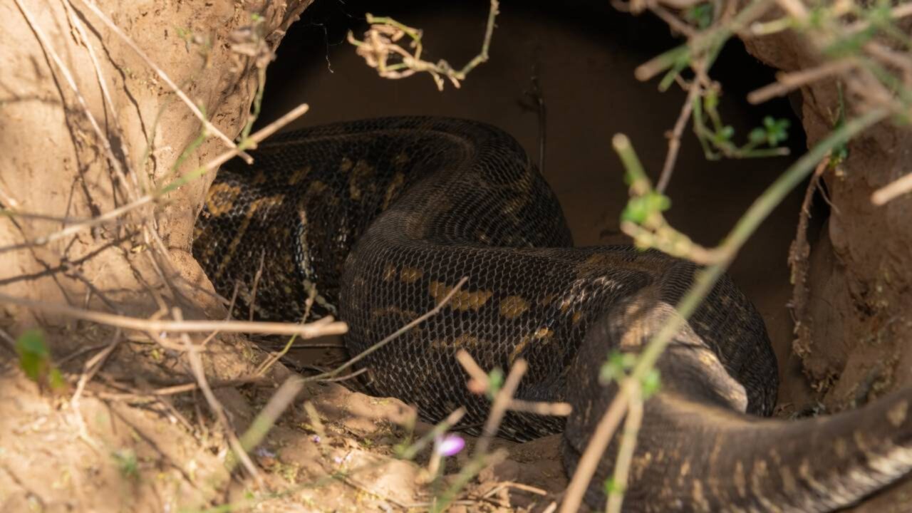 Abutres nativos comem ovos de píton-do-birmanês, uma espécie invasora, e dão esperança de desacelerar seu avanço nos Everglades