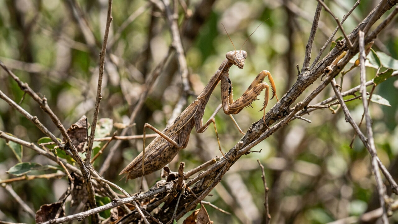 Camuflado perfeitamente entre as folhagens tropicais, este inseto de braços espinhosos captura moscas e abelhas com ataques em milissegundos