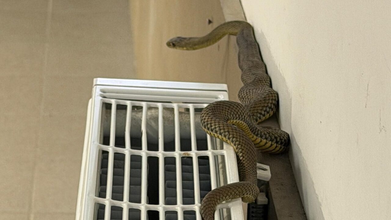 Ainda bem que não foi em uma sala de bacharelado uma cobra gigante entra em uma sala de aula no dia da prova de filosofia