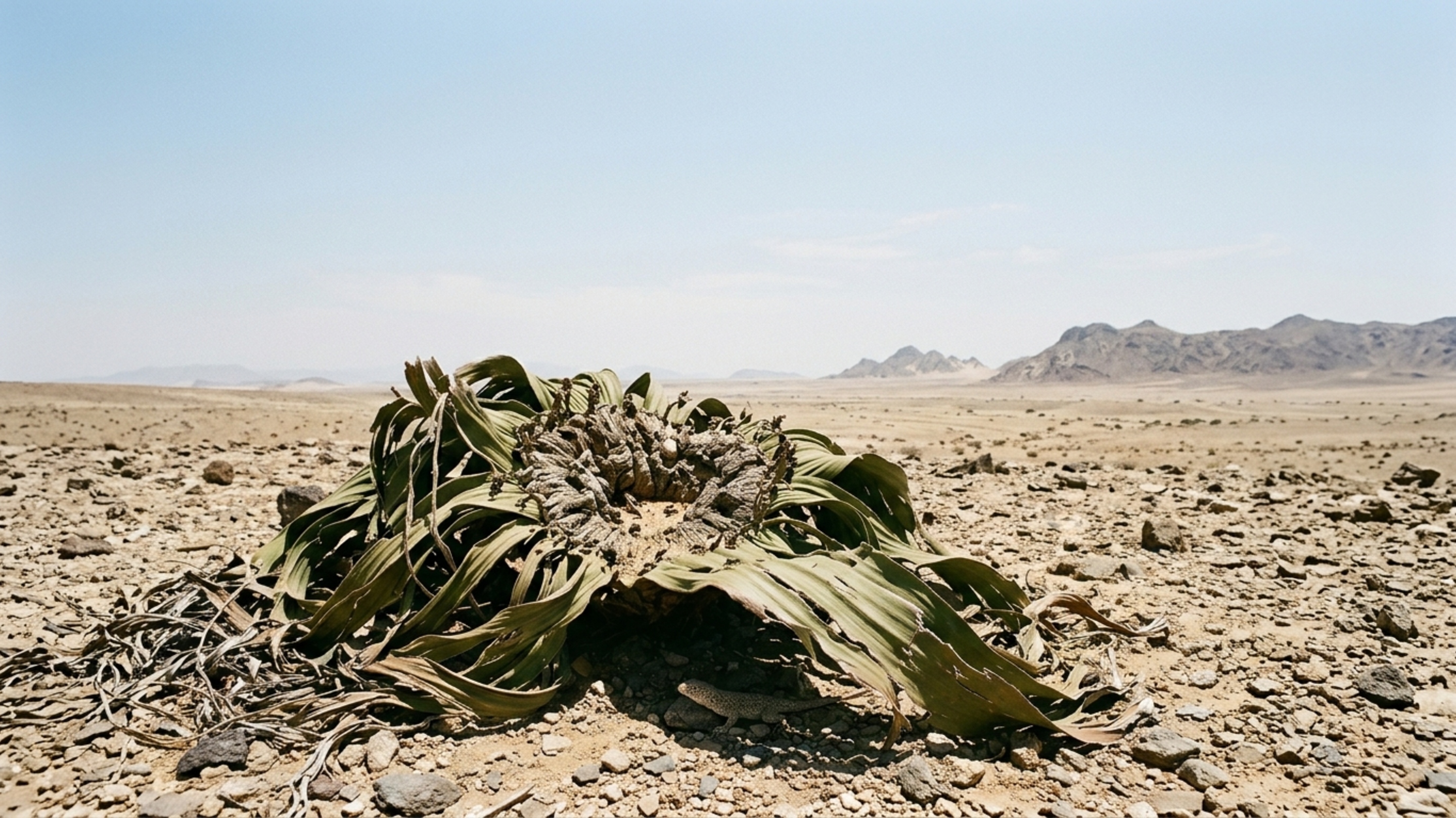 Apenas duas folhas: a planta do deserto da Namíbia que sobrevive a condições extremas por milhares de anos