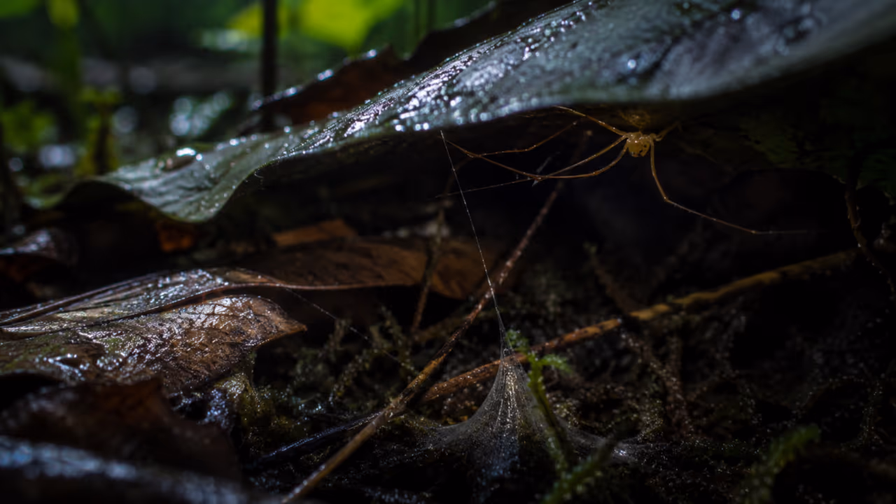 A armadilha explosiva de uma aranha australiana revelou uma das caçadas mais especializadas da natureza
