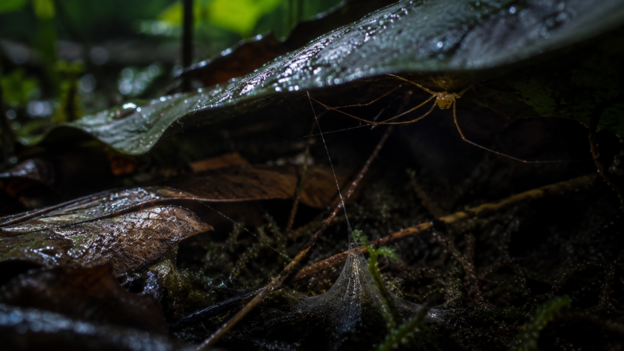 A armadilha explosiva de uma aranha australiana revelou uma das caçadas mais especializadas da natureza