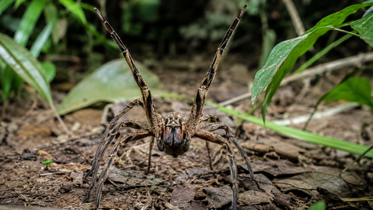 A aranha que parece se preparar para combate e pode aparecer onde ninguém imagina