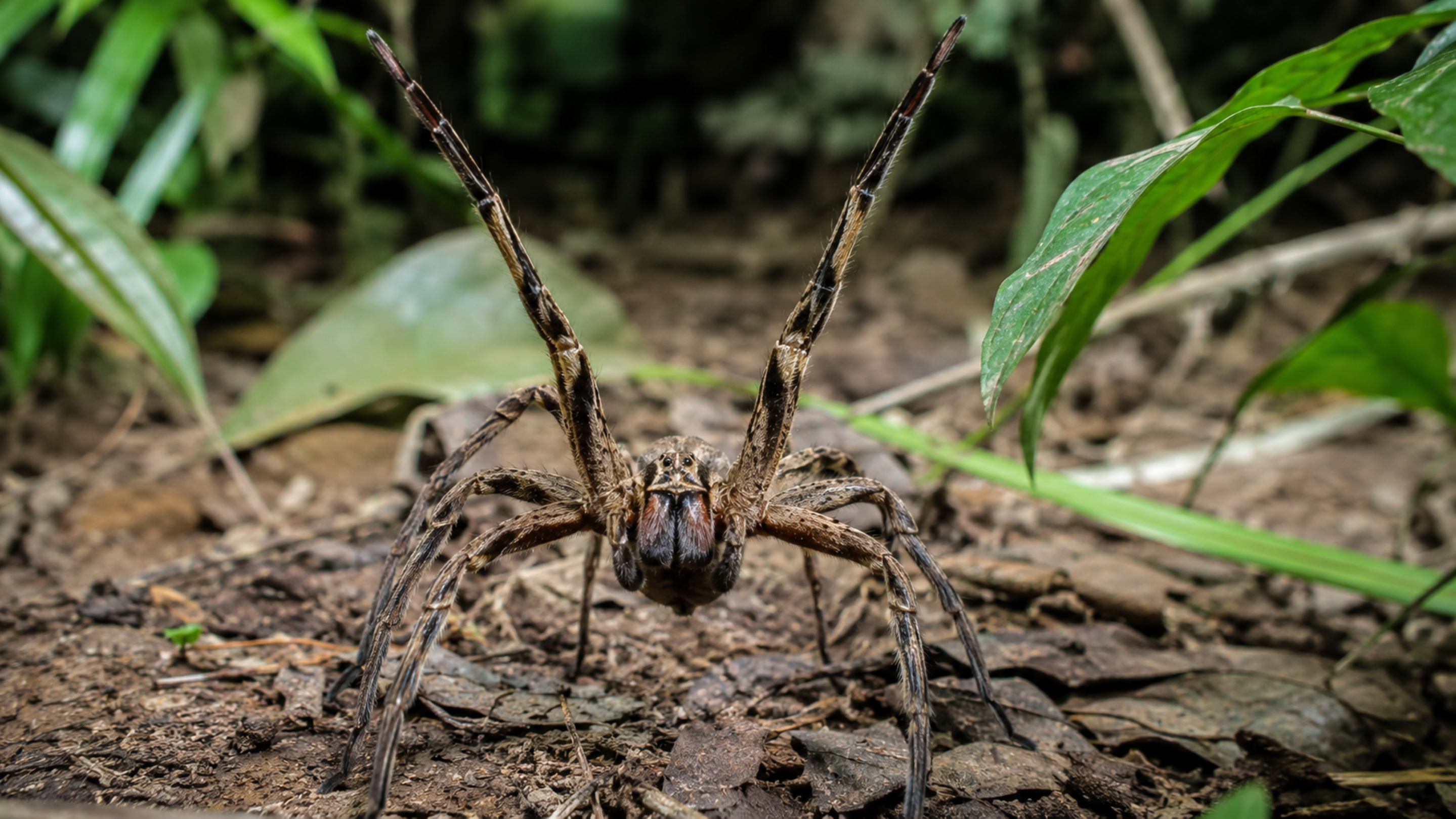 A aranha que parece se preparar para combate e pode aparecer onde ninguém imagina