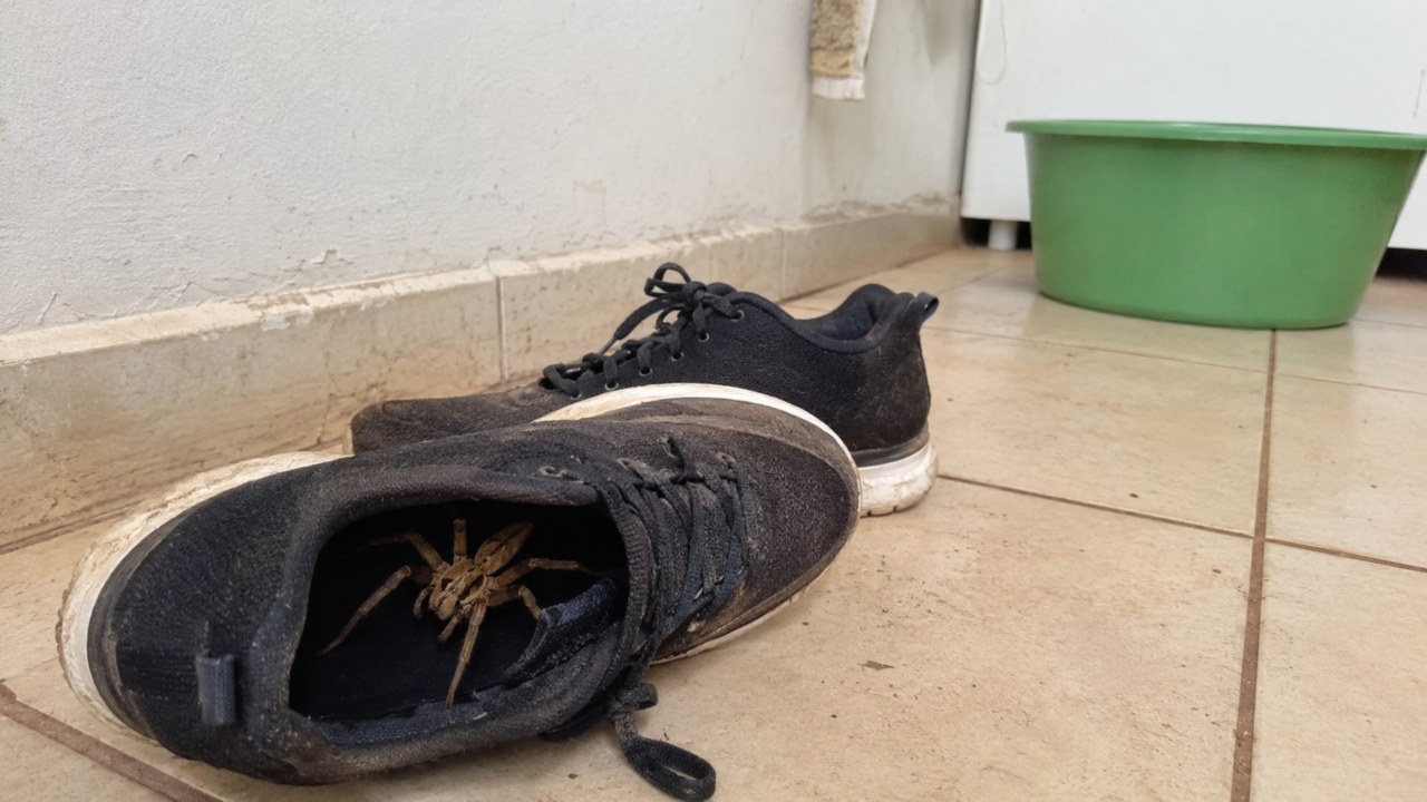 A aranha que parece se preparar para combate e pode aparecer onde ninguém imagina