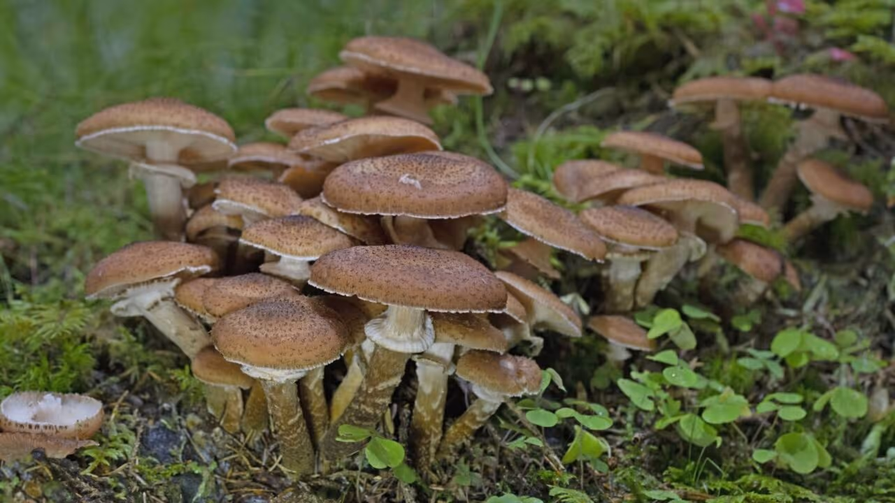Sob as Blue Mountains, no Oregon, um único fungo vem se espalhando pelas raízes da floresta há milhares de anos e hoje ocupa quase 10 quilômetros quadrados