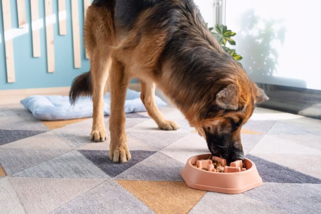 Festa junina: veja alimentos e bebidas típicos perigosos para cães e gatos