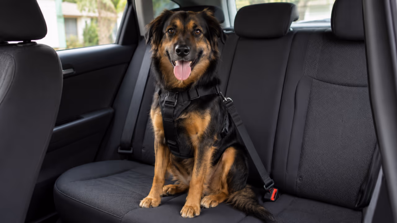 O cachorro solto no carro parece cena fofa, mas pode virar infração e risco na primeira frenagem brusca
