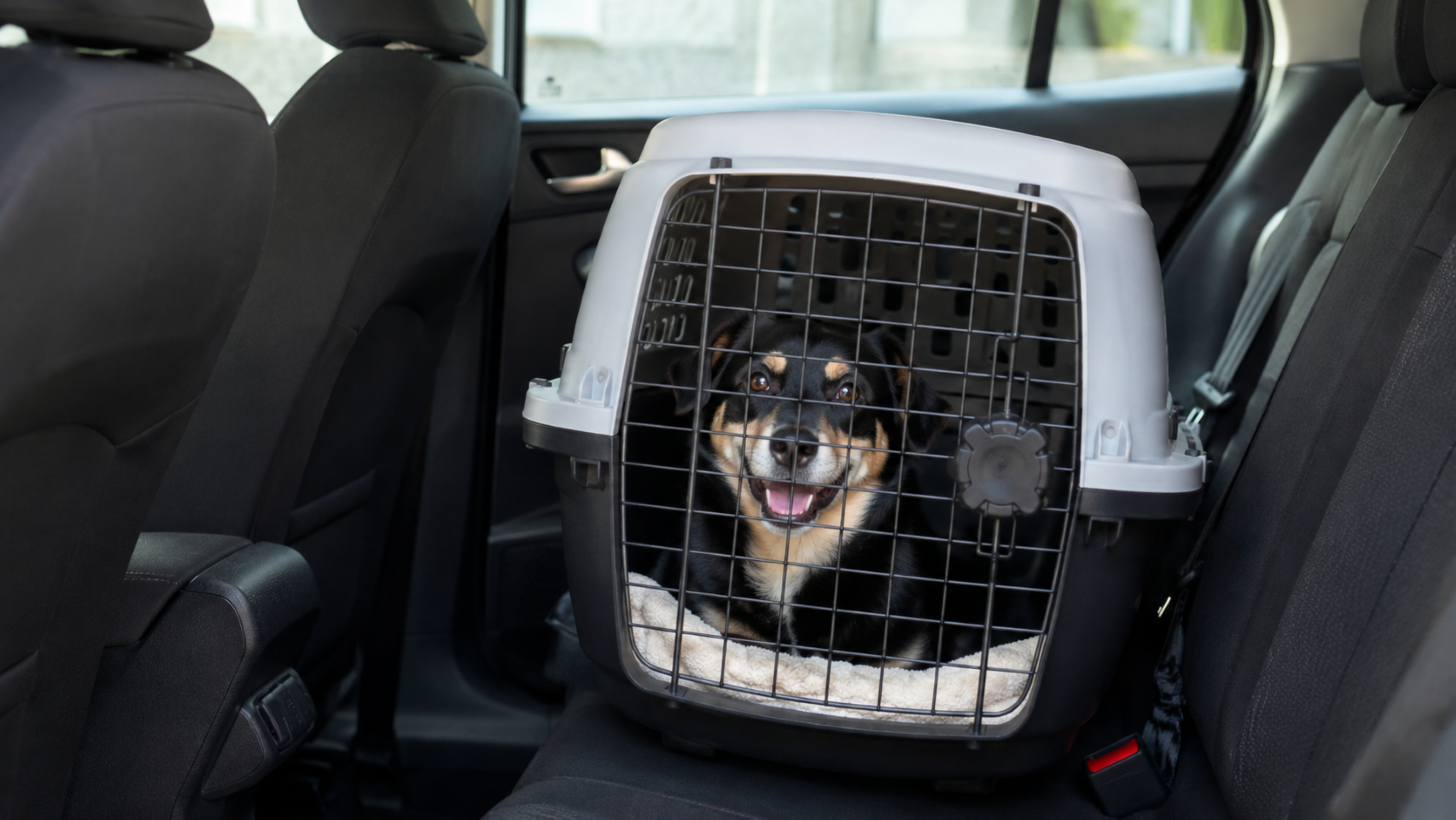 O cachorro solto no carro parece cena fofa, mas pode virar infração e risco na primeira frenagem brusca