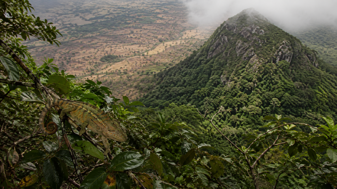 Cientistas encontram camaleões únicos em florestas isoladas que parecem ilhas no céu africanas