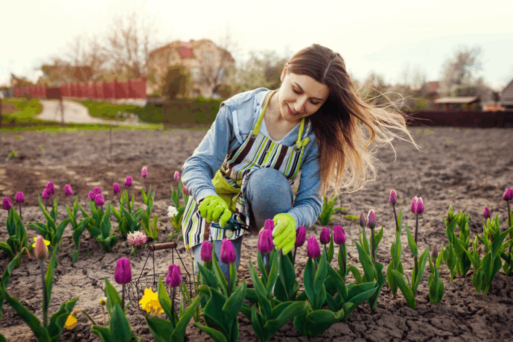 8 cuidados essenciais ao cultivar tulipas