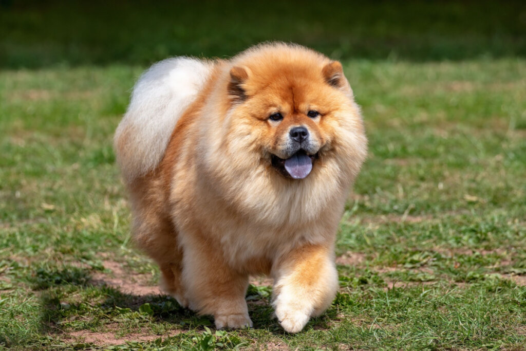 4 raças de cachorro com a língua azul 