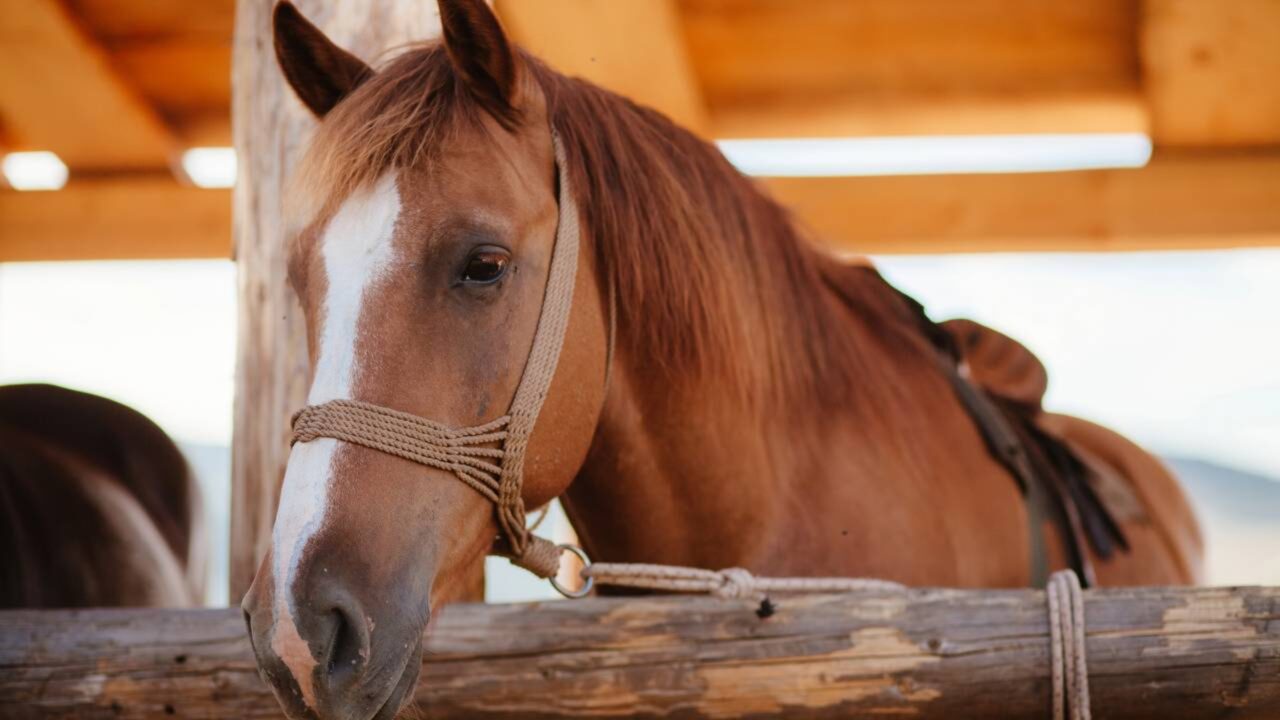 Comerciante de cavalos é obrigado cerca R$ 24 mil a trabalhadora de estábulo por violações de direitos trabalhistas