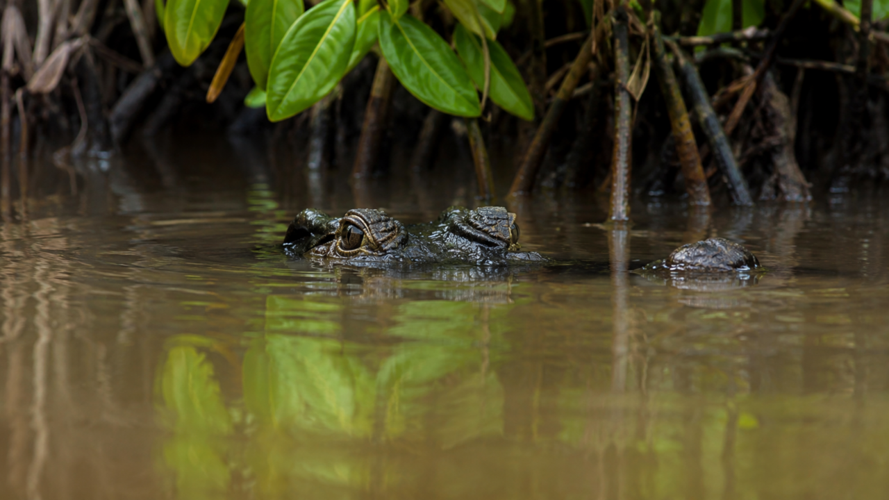 O crocodilo-de-água-salgada de mais de 1 tonelada que transforma rios, mangues e praias tropicais em território de emboscada mortal