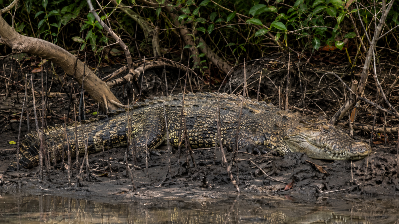 O crocodilo-de-água-salgada de mais de 1 tonelada que transforma rios, mangues e praias tropicais em território de emboscada mortal