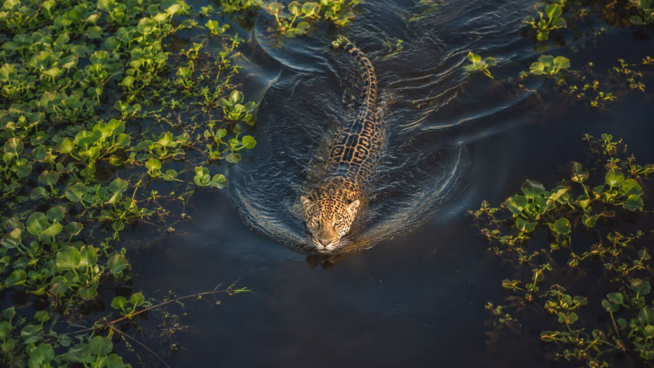 Drone faz registro sensacional de uma onça-pintada abrindo caminho em rio Pantanal