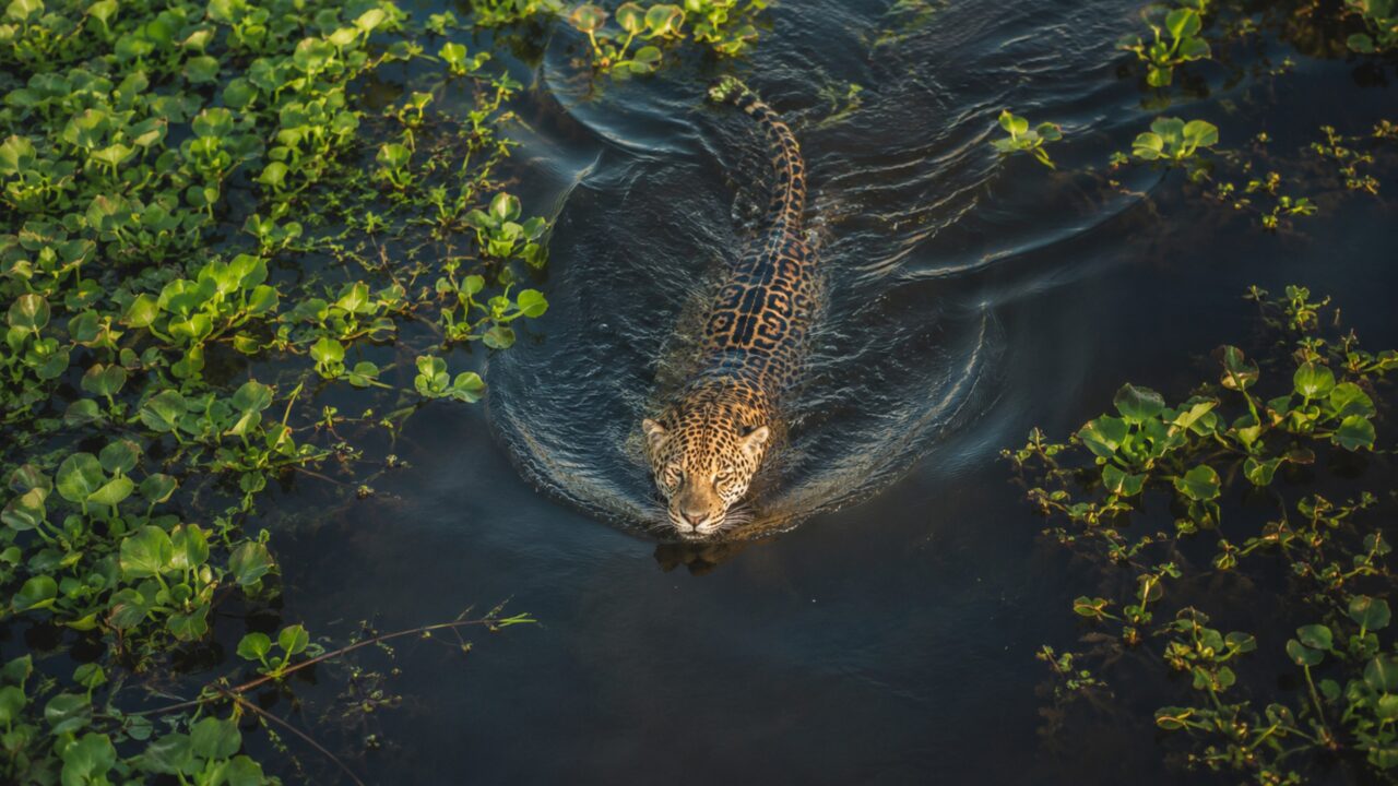 Drone faz registro sensacional de uma onça-pintada abrindo caminho em rio Pantanal