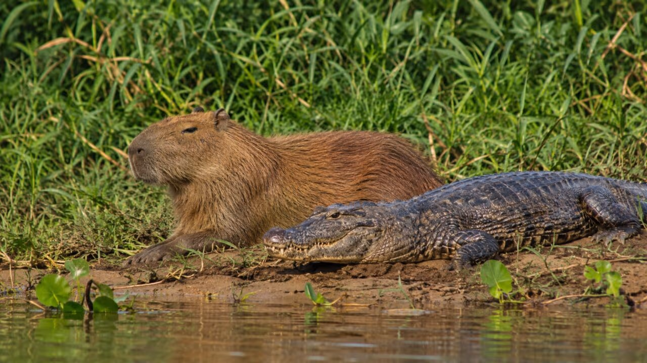 É verdade que jacarés não comem capivaras? A natureza tem a sua lógica