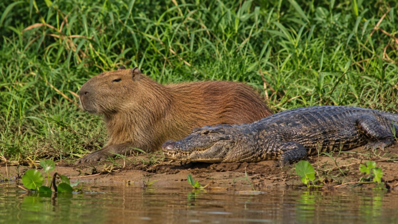 É verdade que jacarés não comem capivaras? A natureza tem a sua lógica