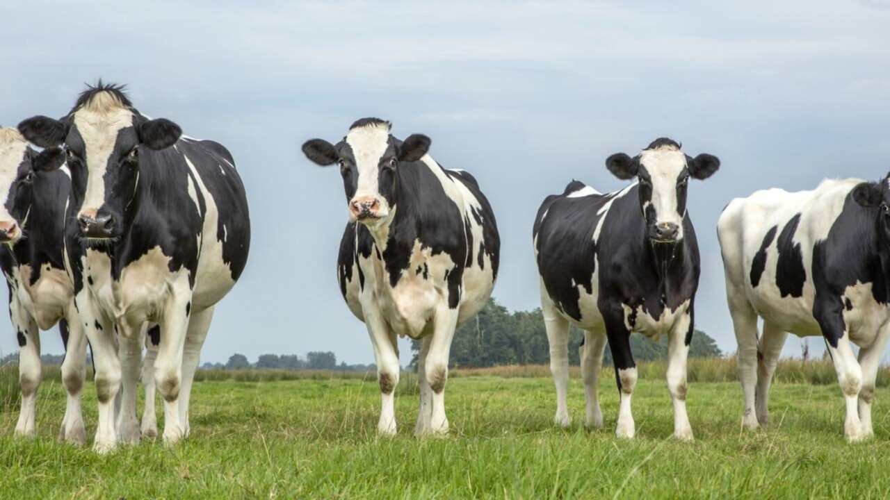 Em 1871, um fazendeiro abandonou cinco vacas em uma ilha remota. 130 anos depois, cientistas analisaram seu DNA e eles congelaram