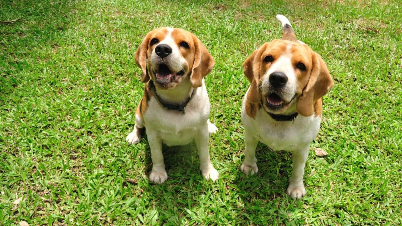 Família paga $ 60 mil por ano para passear com seus dois cães no Reino Unido