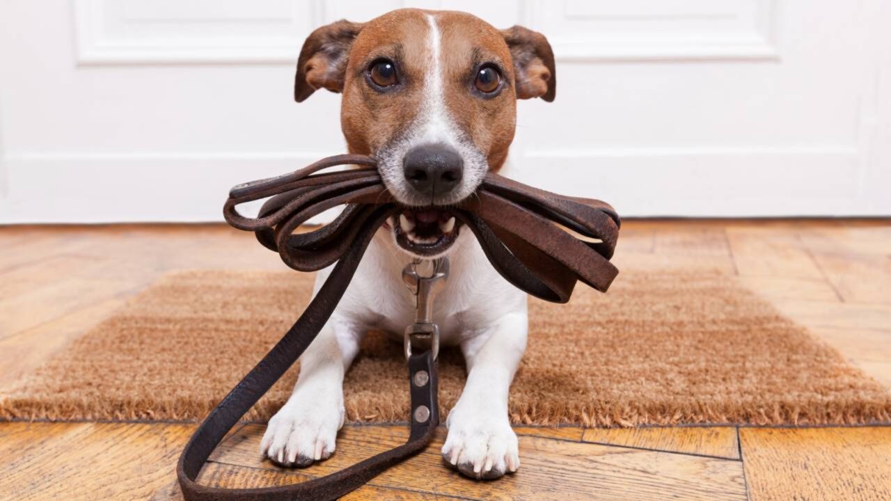 Família paga $ 60 mil por ano para passear com seus dois cães no Reino Unido