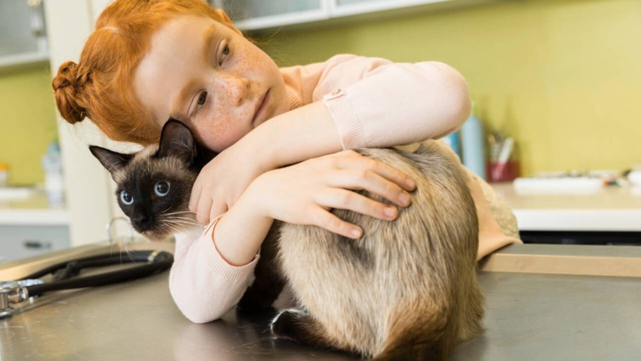 Fungo patogênico transmitido pelo arranhão do gato doméstico também está presente em animais selvagens