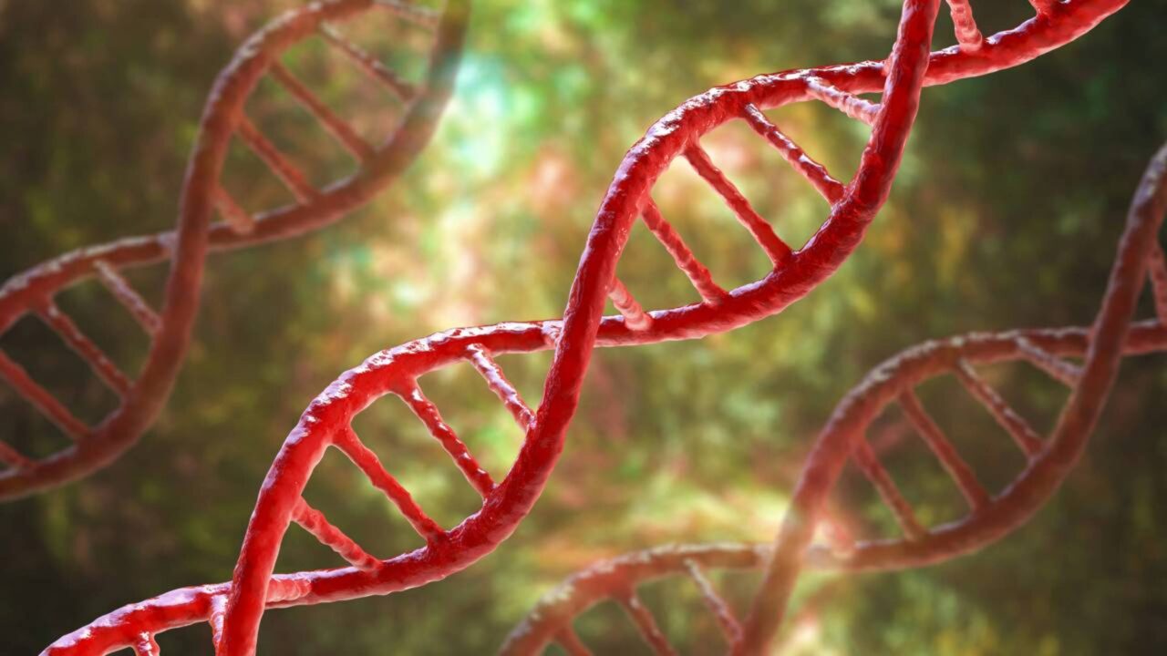 Pesquisadores descobriram uma das principais chaves da longevidade e da resistência ao câncer dos ratos-toupeira-pelados em um gene ligado ao reparo do DNA