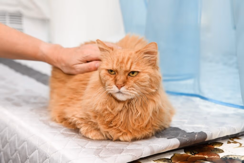 Terceira idade felina: 7 mudanças comportamentais de gatos idosos