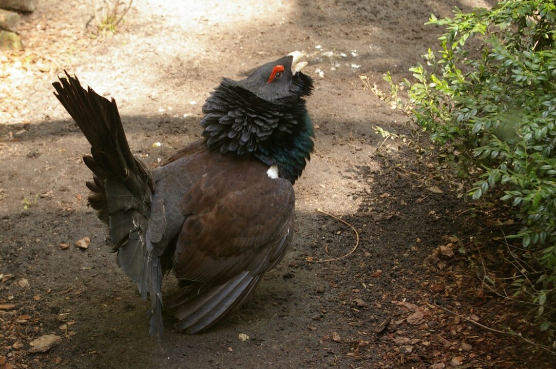 Eles gastaram mais de U$ 5 milhões de dólares para soltar 30 aves e, em seis meses, 29 já haviam sido comidas