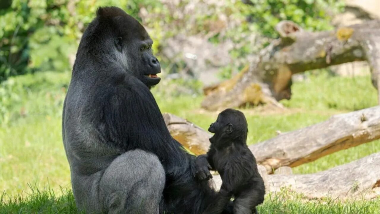 Gorila surpreende especialistas ao criar laço raro com o próprio filho; imagens emocionam