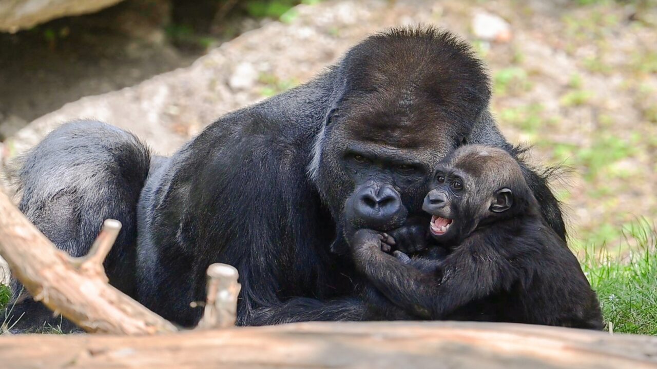 Gorila surpreende especialistas ao criar laço raro com o próprio filho; imagens são surpreendentes