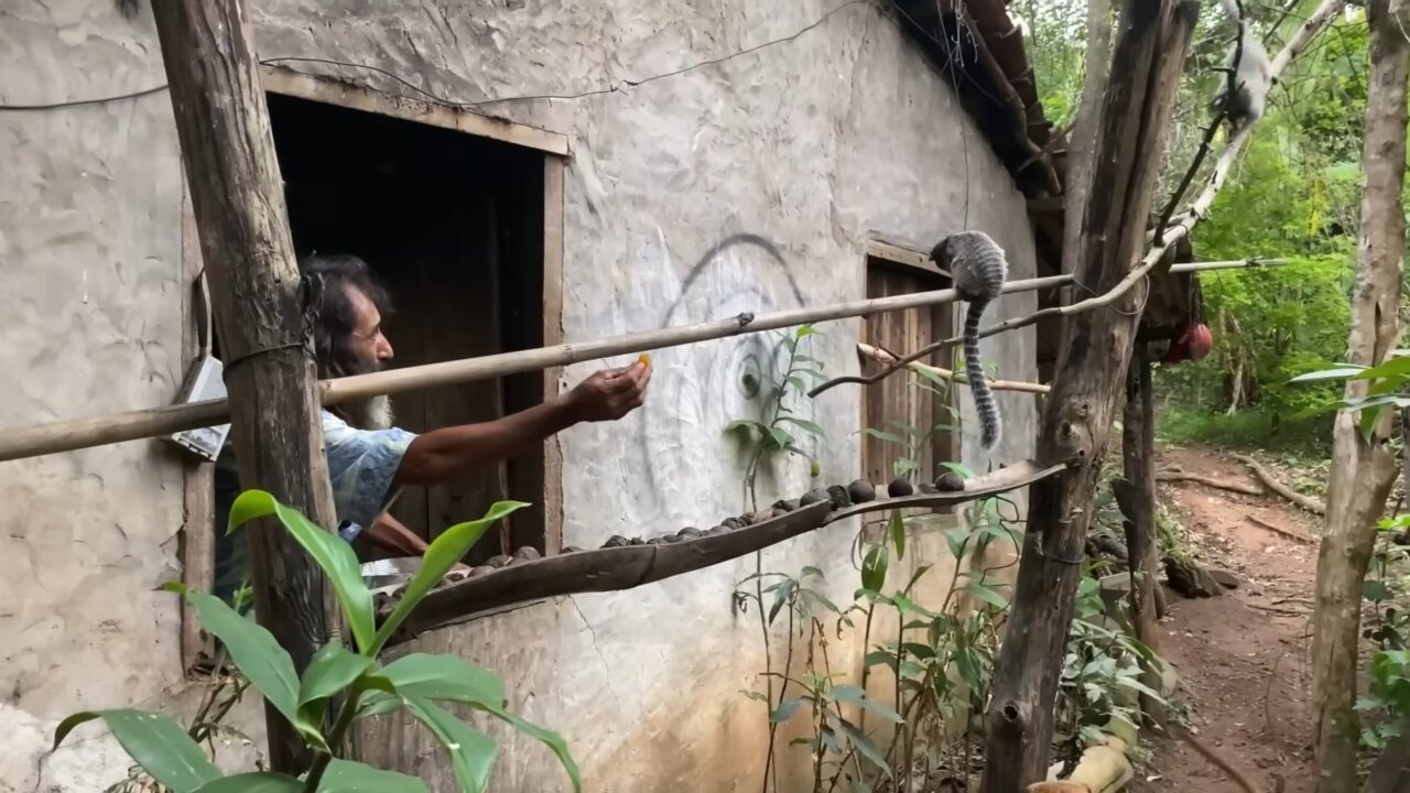 Homem vive isolado no meio da mata há mais de 20 anos, convive com uma cascavel e alimenta uma família de macacos todos os dias