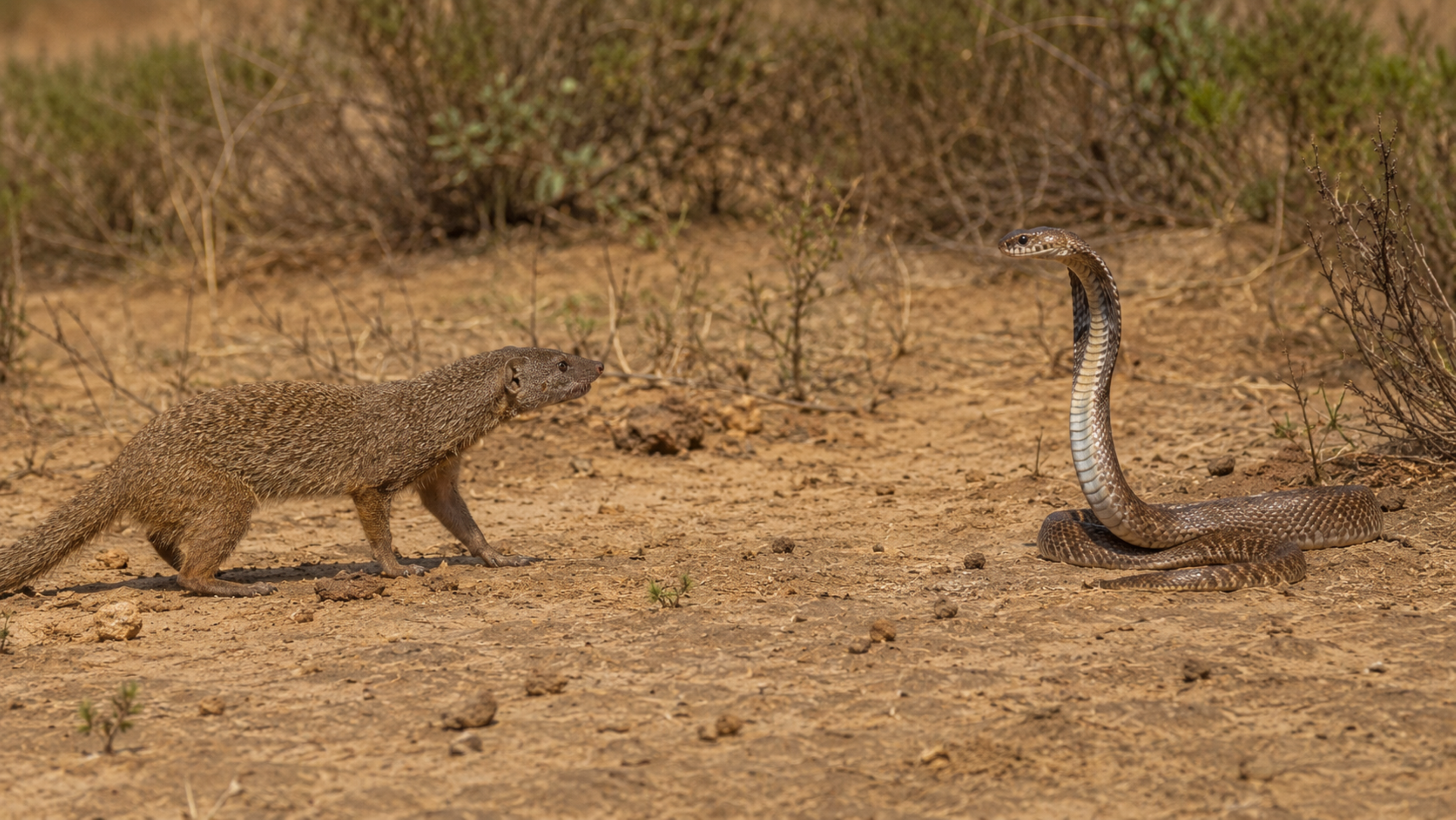 O mamífero pequeno que enfrenta cobras venenosas como se tiv