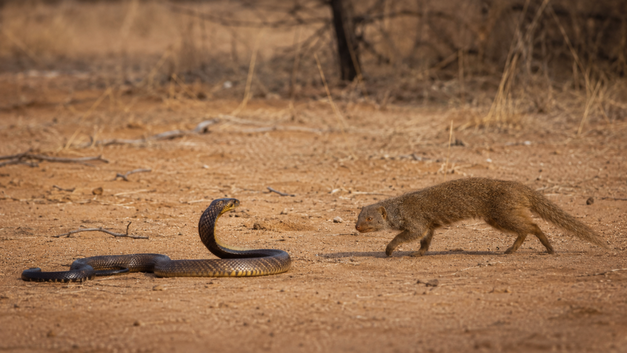 O mamífero pequeno que enfrenta cobras venenosas como se tivesse nascido para o risco