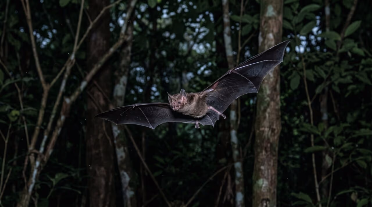 Morcegos-vampiros realmente atacam humanos? O que pouca gente entende sobre a dieta e os hábitos noturnos desse animal