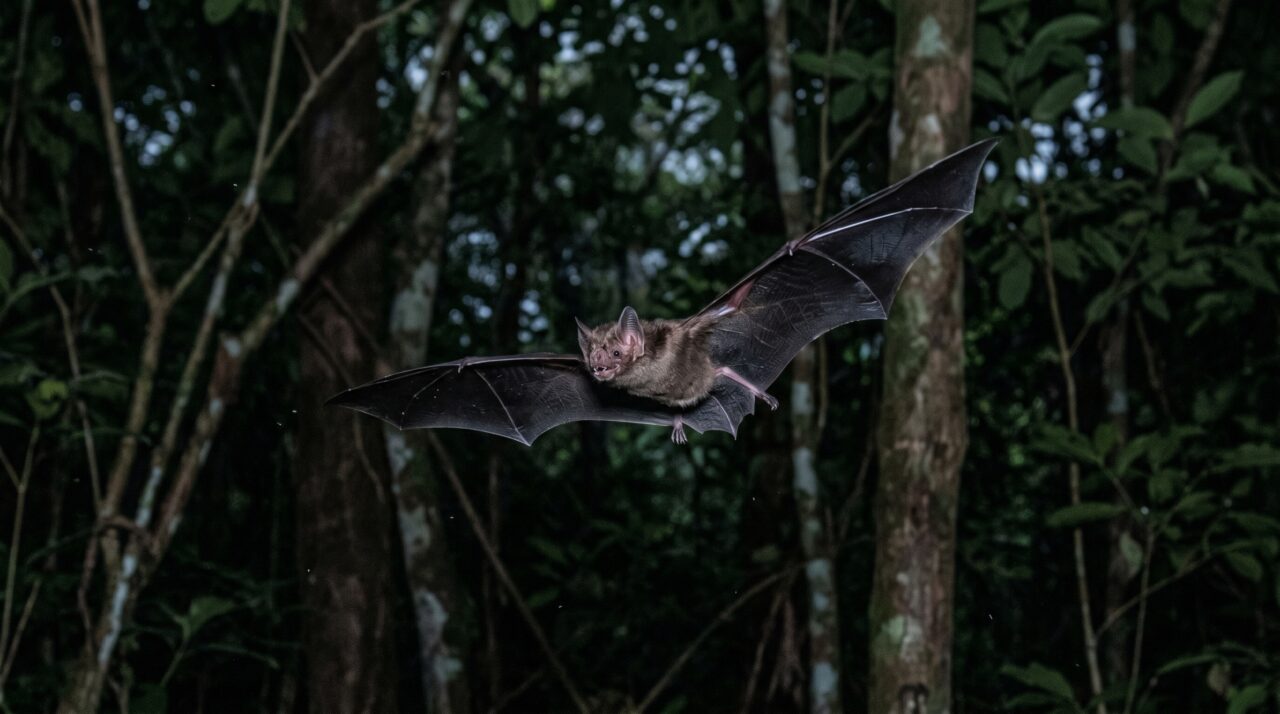Morcegos-vampiros realmente atacam humanos? O que pouca gente entende sobre a dieta e os hábitos noturnos desse animal