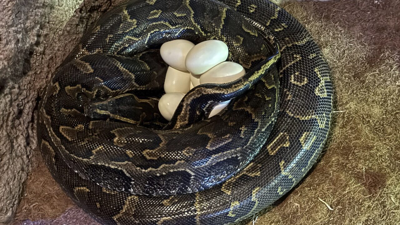 Ninho de ovos da maior píton da África é registrado no Bioparc Valencia