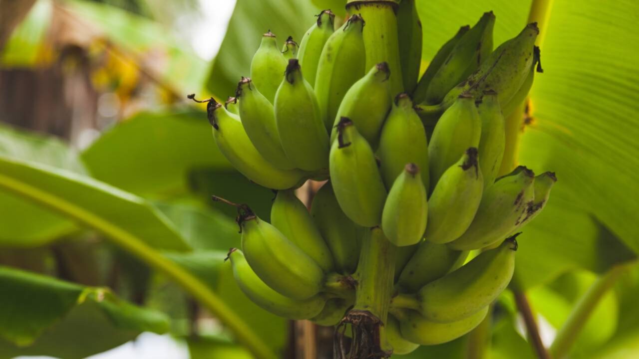 Brasil desafia as leis agrárias e transforma 220 toneladas de troncos de bananeiras em roupas, bandejas de papel e frutas