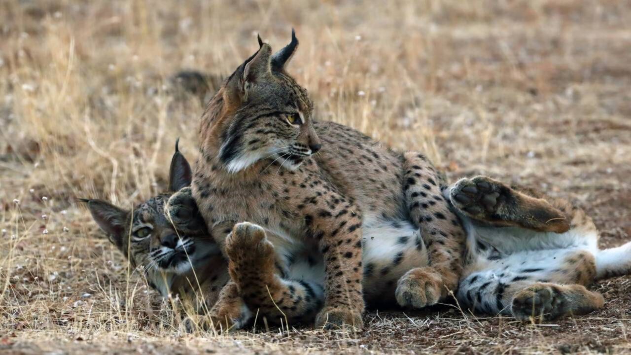 O milagre do lince-ibérico: de apenas 94 exemplares no início do século para 2.633 atualmente