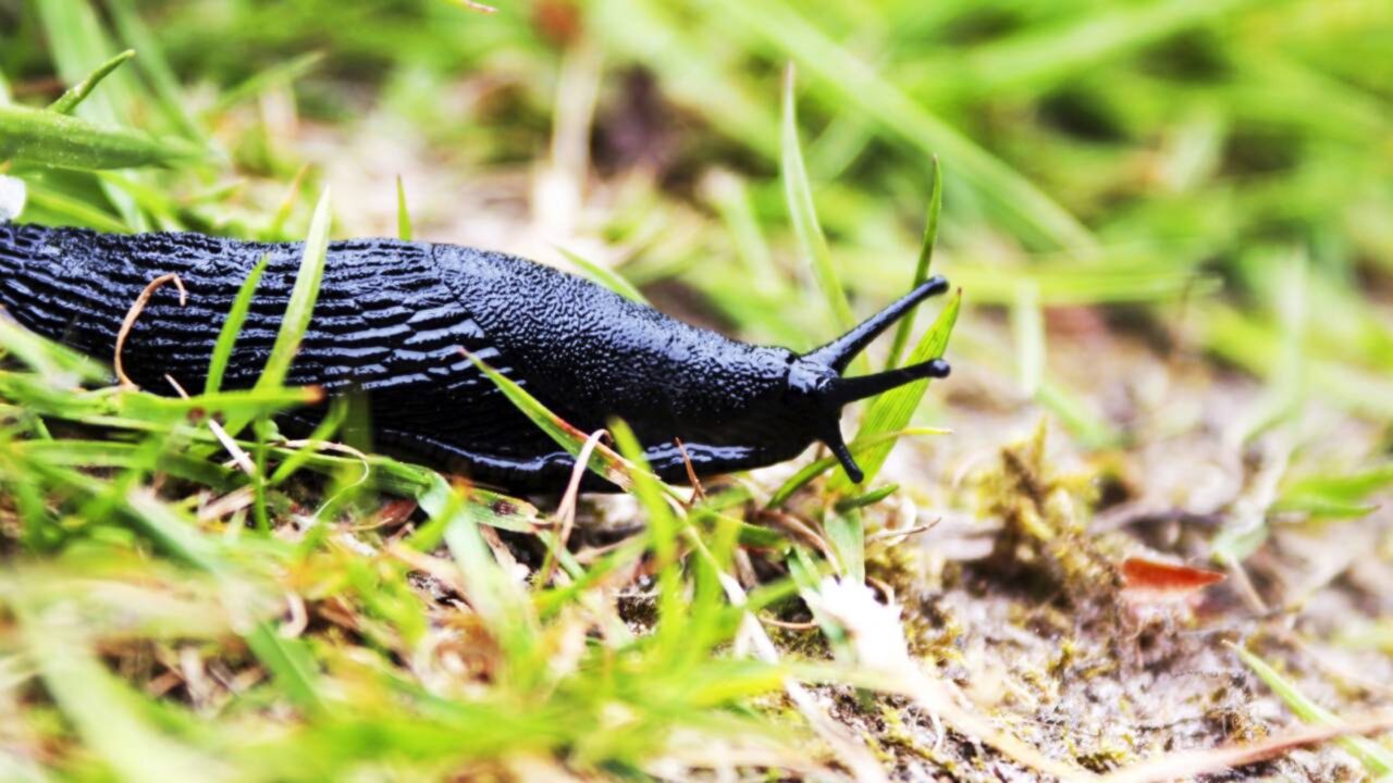 O que significa quando lesmas aparecem no jardim
