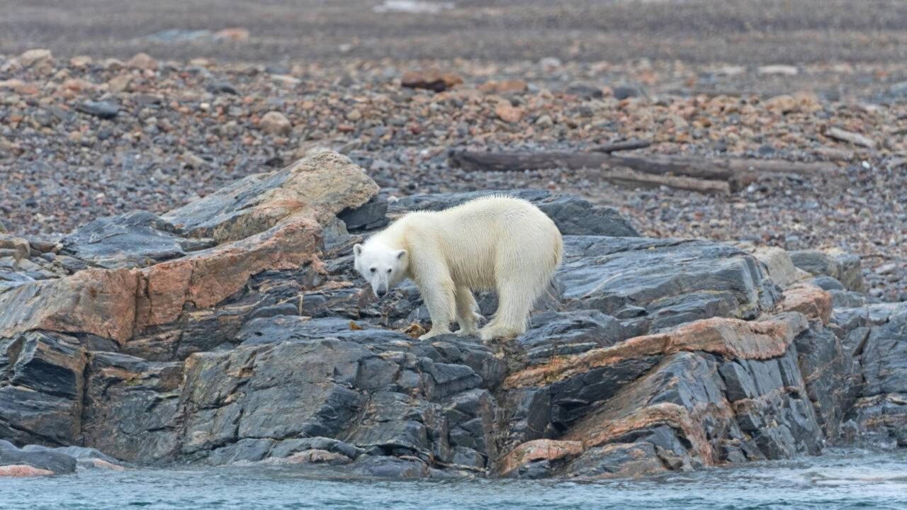 Pela primeira vez em mais de 100 mil anos, o Oceano Ártico pode ficar praticamente sem gelo durante o verão ainda na vida da atual geração