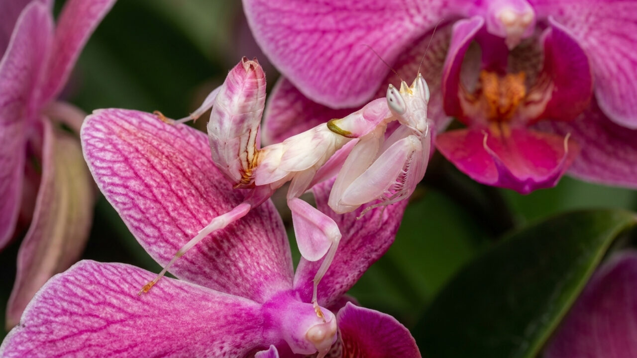 Disfarçado de flor para enganar polinizadores, este minúsculo inseto de 6
centímetros caça borboletas e abelhas com ataques velozes em segundos