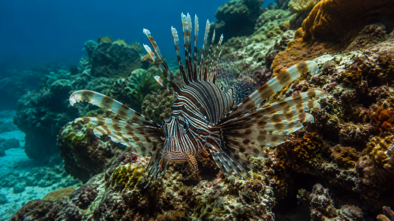 O peixe ornamental que virou invasor: como o peixe-leão espalha veneno e destruição silenciosa
