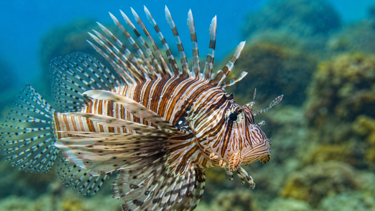 O peixe ornamental que virou invasor: como o peixe-leão espalha veneno e destruição silenciosa