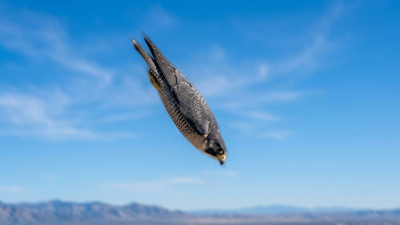 O animal mais rápido do planeta atinge 389 km/h em mergulhos vertiginosos; ele caça aves em pleno voo com precisão cirúrgica e letal
