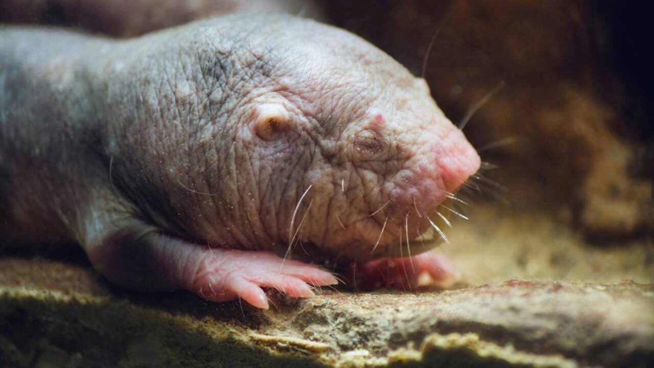 Rato-toupeira-pelados envelhecem lentamente, resistem bem ao câncer e sobrevivem à perda de oxigênio