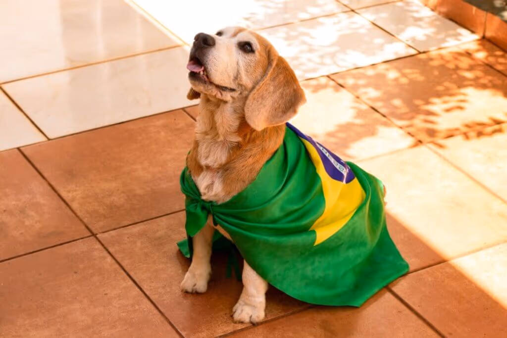 Seleção Brasileira: 13 nomes para cachorro inspirados nos maiores jogadores