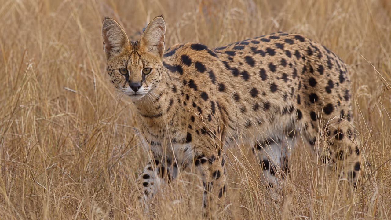 O felino africano que parece delicado, mas salta como uma mola viva para capturar presas